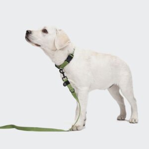 Cloud7 Nylon Dog Leash RESC7UE Green