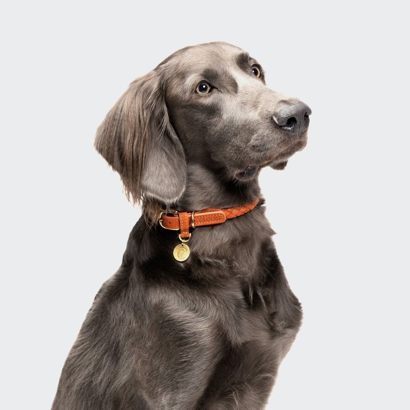 Cloud7 Dog Collar Ravello Rust