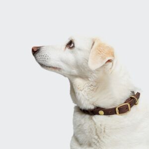 Cloud7 Dog Collar Central Park Saddle Brown Gold