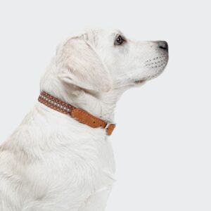 Cloud7 Dog Collar Prater Sunset