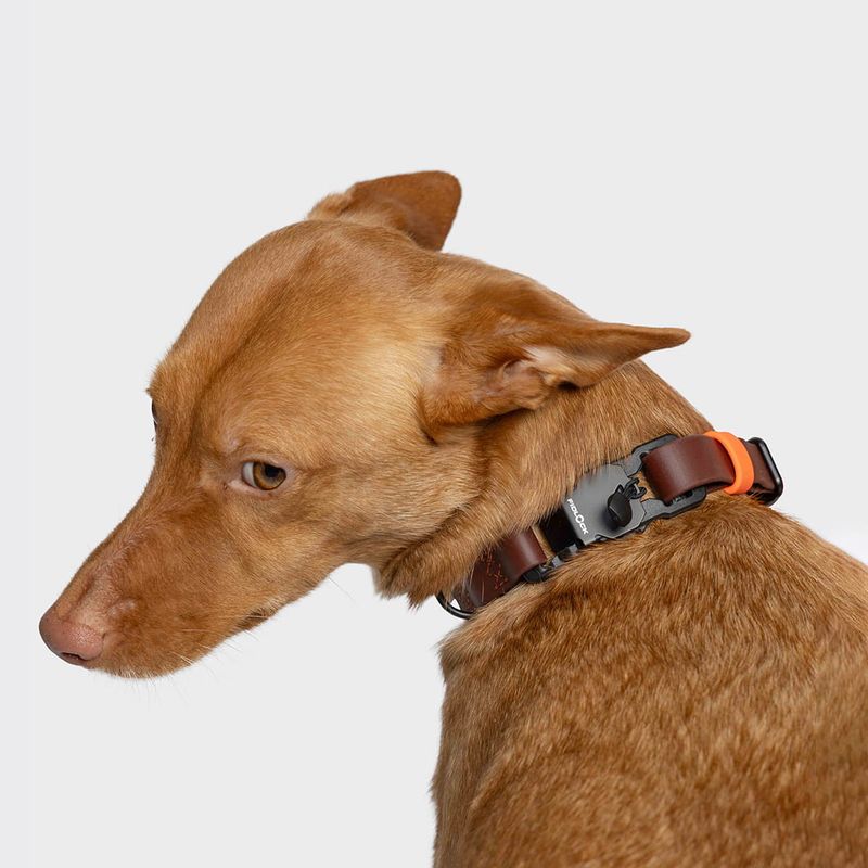 Cloud7 Dog Collar BioThane Ipanema Dark Aubergine - Image 2
