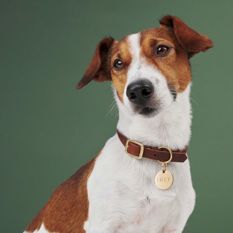 Cloud7 Dog Collar Riverlino Camel Gold - Image 2