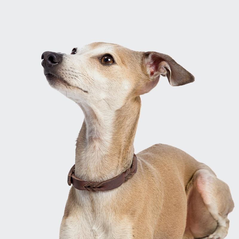 Cloud7 Dog Collar Riverlino Saddle Brown Silver - Image 2