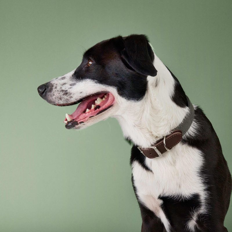 Cloud7 Dog Collar Tivoli Olive - Image 2
