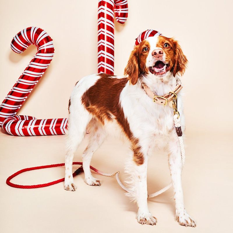 Found My Animal Coral Ombre Cotton Rope Dog Leash by Found My Animal | Adjustable & Handcrafted - Image 2