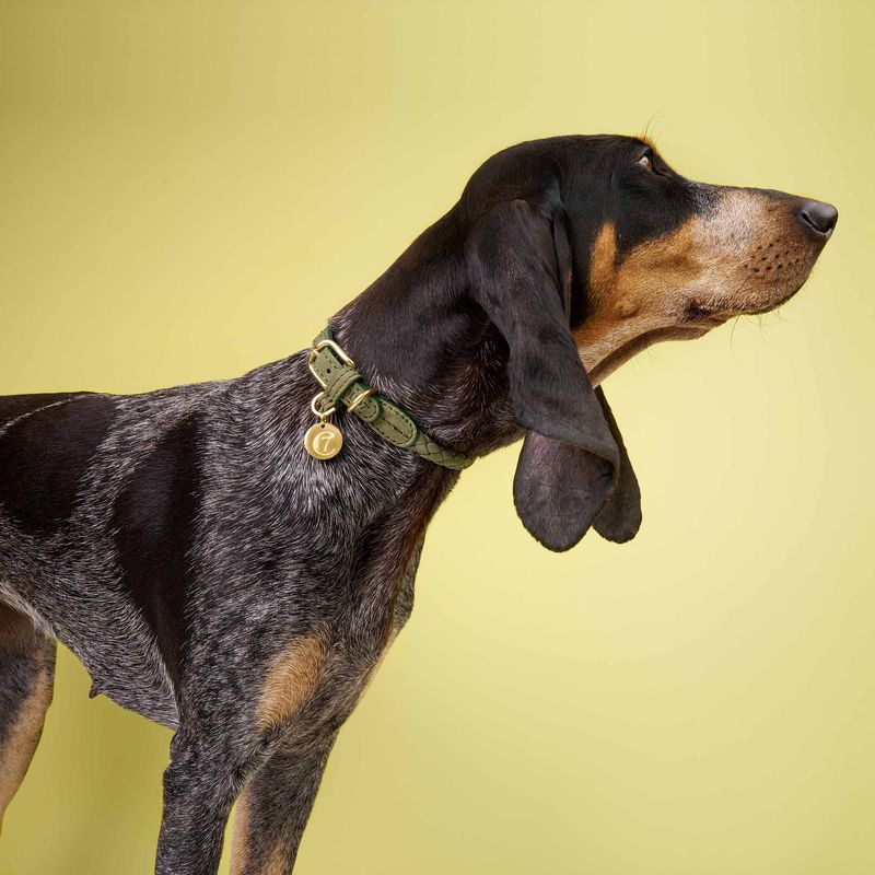 Cloud7 Dog Collar Ravello Moss - Image 3