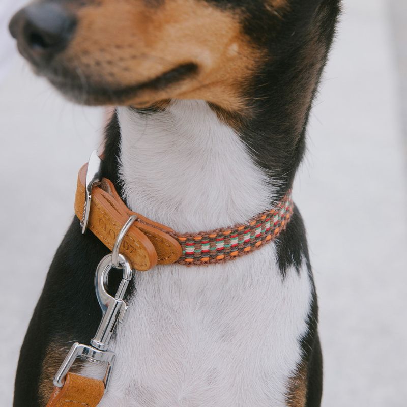 Cloud7 Dog Collar Prater Sunset - Image 3