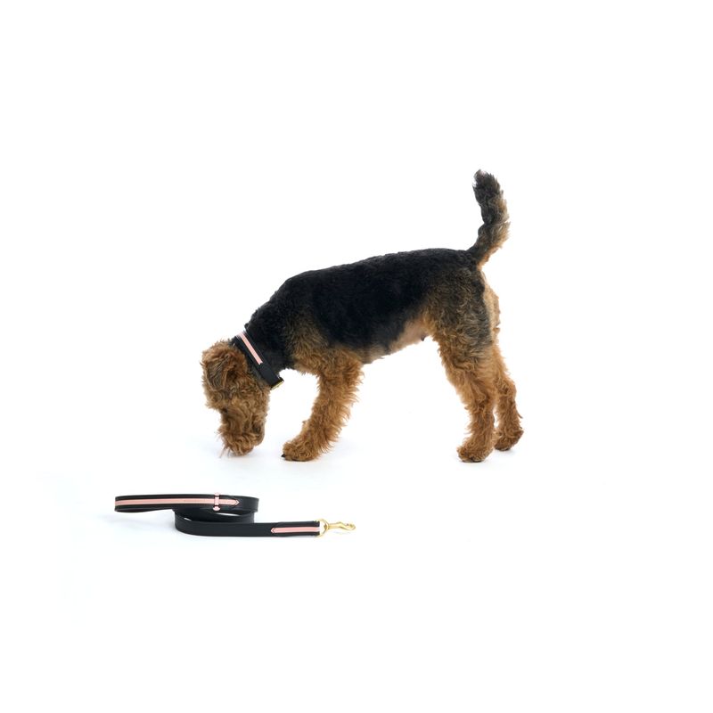 Mungo & Maud Torino Dog Collar - Image 3