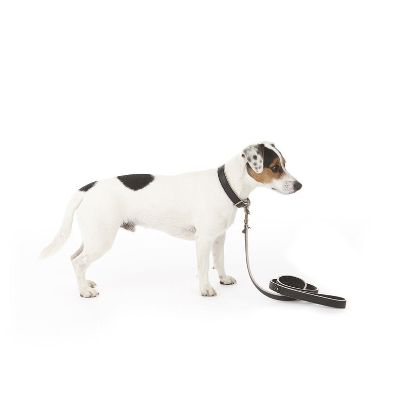Mungo & Maud Etoile Dog Collar - Image 3