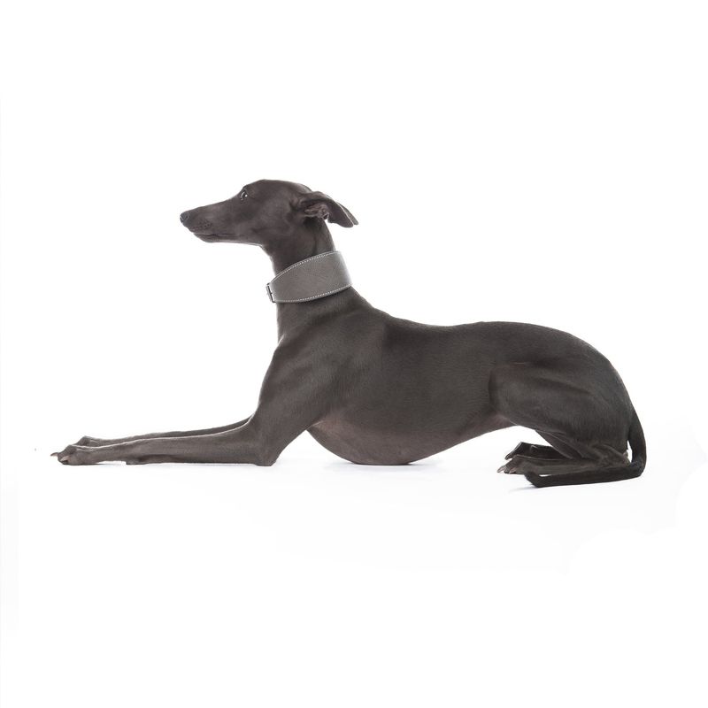 Mungo & Maud Medici Dog Collar - Image 3