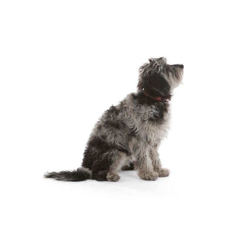 Mungo & Maud Preppy Dog Collar - Image 3