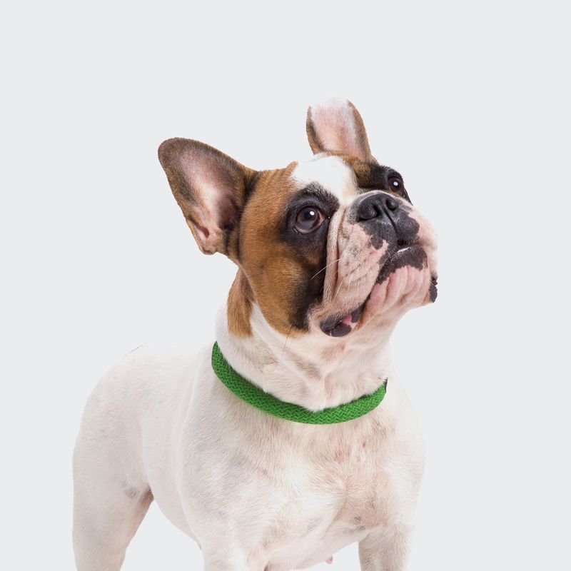 Cloud7 Dog Collar Mauerpark Grass - Image 4