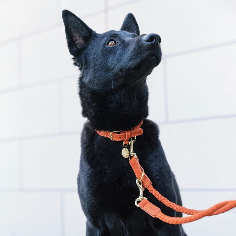 Cloud7 Dog Collar Ravello Rust - Image 4