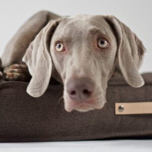 Labbvenn 라브벤 Töve Dog Cushion- Brown 강아지 벨기에 디자인