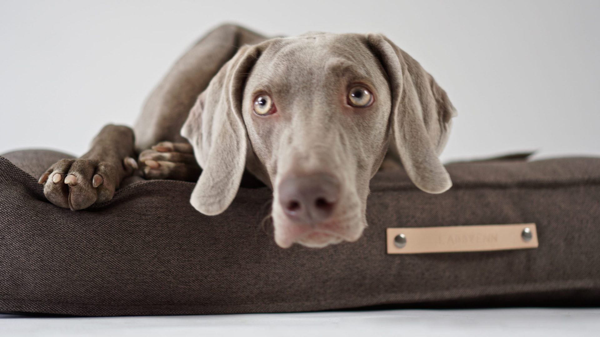 Labbvenn 라브벤 Töve Dog Cushion- Brown 강아지 벨기에 디자인